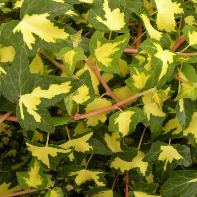 Lierre des bois Goldheart (D.R Travers)