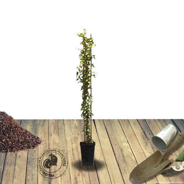 Lierre des bois Goldheart (D.R Travers)