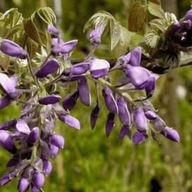 Glycine soyeuse Yokohama Fuji (D.R Travers)