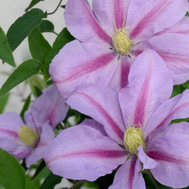 Clématite Volunteer™ 'Evipo080' (D.R Travers)