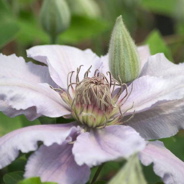 Clématite Filigree™ 'Evipo029' (D.R Travers)