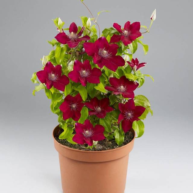 Clématite Jie™ 'Evipo084' (D.R Travers)