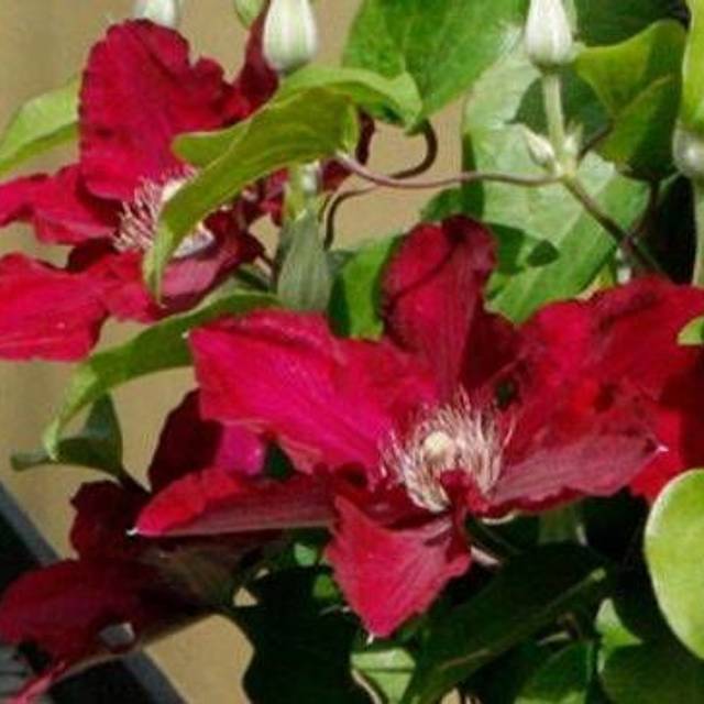 Clématite Jie™ 'Evipo084' (D.R Travers)