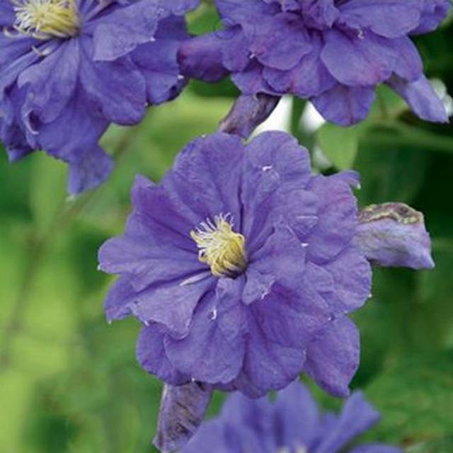 Clématite Floral Dance® (D.R Travers)