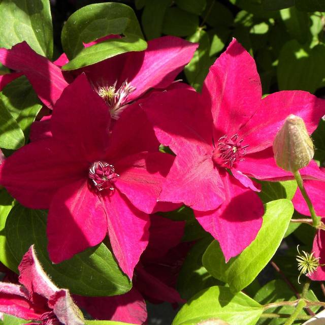 Clématite Perida (D.R Travers)