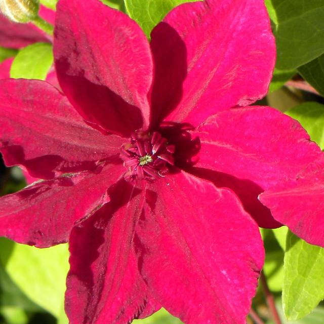 Clématite Perida (D.R Travers)