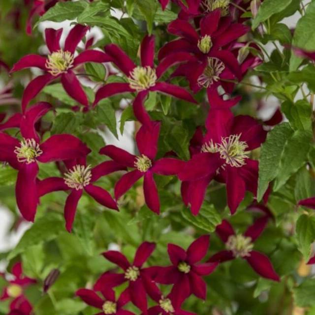 Clématite viticella Glorious® Red 'Zo23015' (D.R Travers)