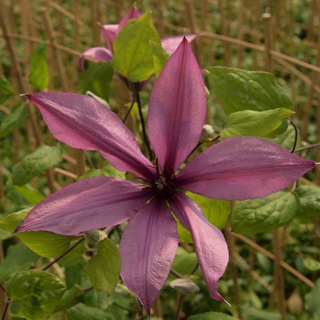 Clématite Princesse Arabelle® 'CERpara' (D.R Travers)