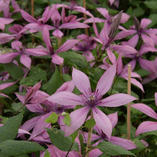 Clématite Princesse Arabelle® 'CERpara' (D.R Travers)