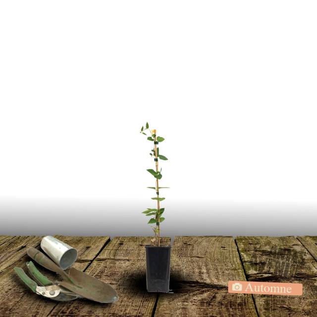 Clématite Ines™ 'Evipo059' (D.R Travers)