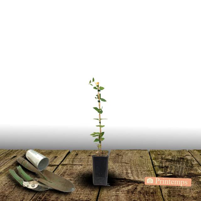 Clématite Ines™ 'Evipo059' (D.R Travers)