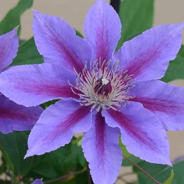 Clématite Ines™ 'Evipo059' (D.R Travers)