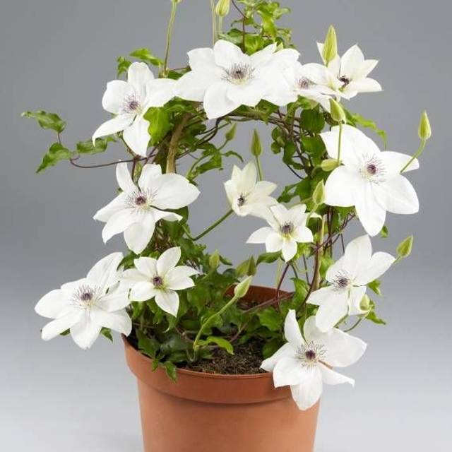 Clématite Tsukiko™ 'Evipo110' (D.R Travers)