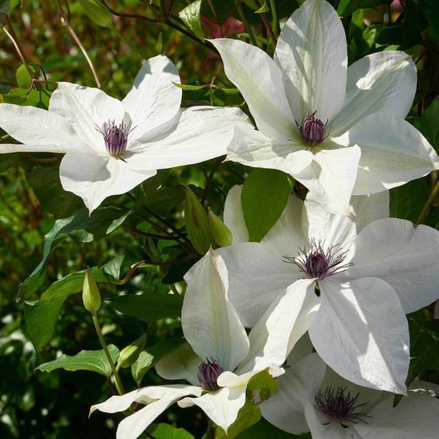 Clématite Tsukiko™ 'Evipo110' (D.R Travers)