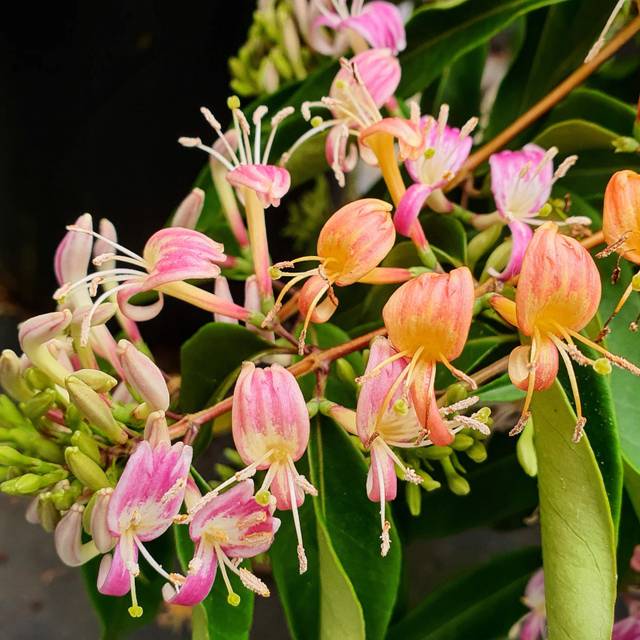 Chèvrefeuille Marinella® (D.R Travers)