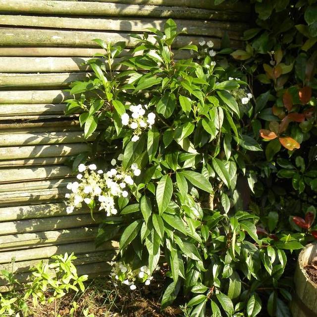 Hortensia grimpant Seemanii (D.R Travers)