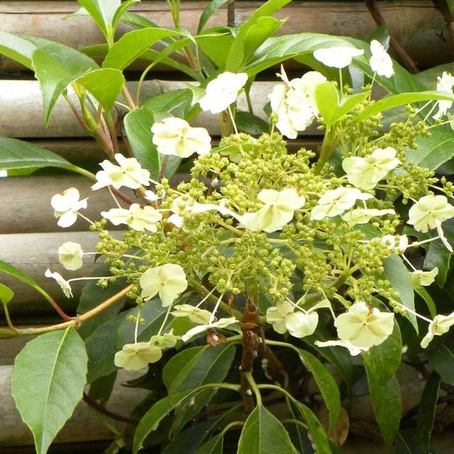 Hortensia grimpant Seemanii (D.R Travers)