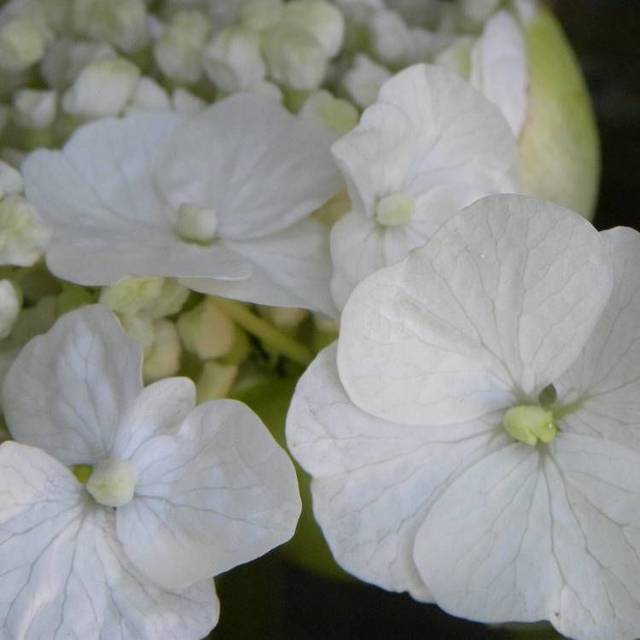 Hortensia grimpant Seemanii (D.R Travers)