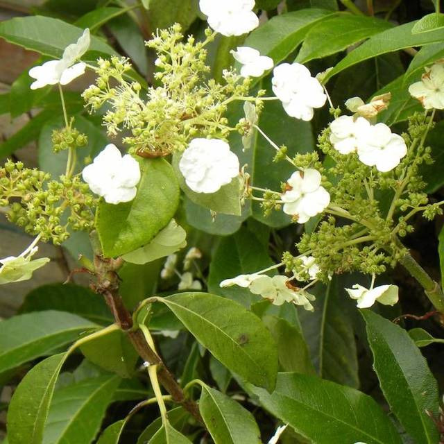 Hortensia grimpant Seemanii (D.R Travers)