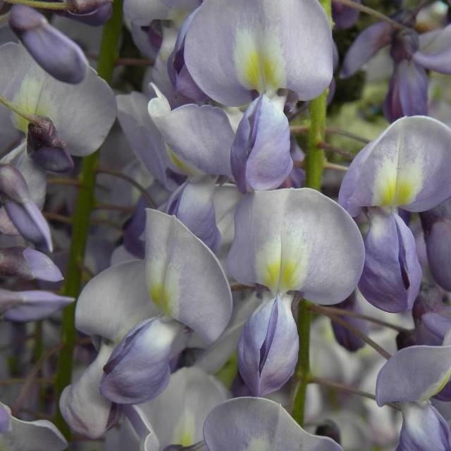 Glycine du Japon Lawrence (D.R Travers)