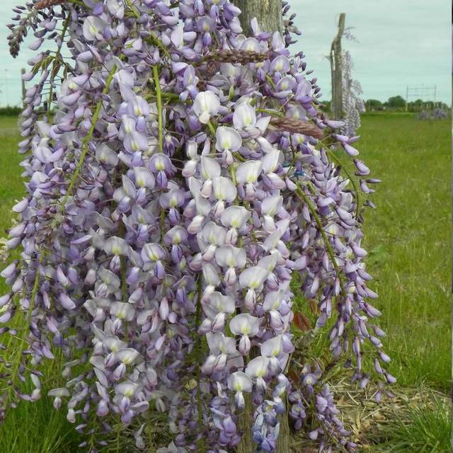 Glycine du Japon Lawrence (D.R Travers)