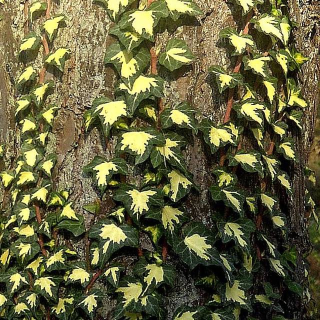 Lierre des bois Goldheart (D.R Travers)