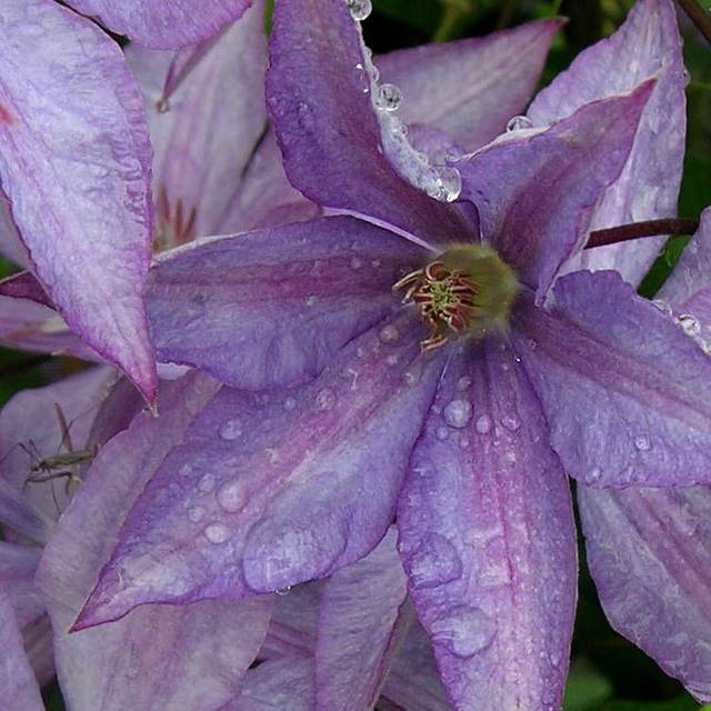 Clématite Bagatelle (D.R Travers)