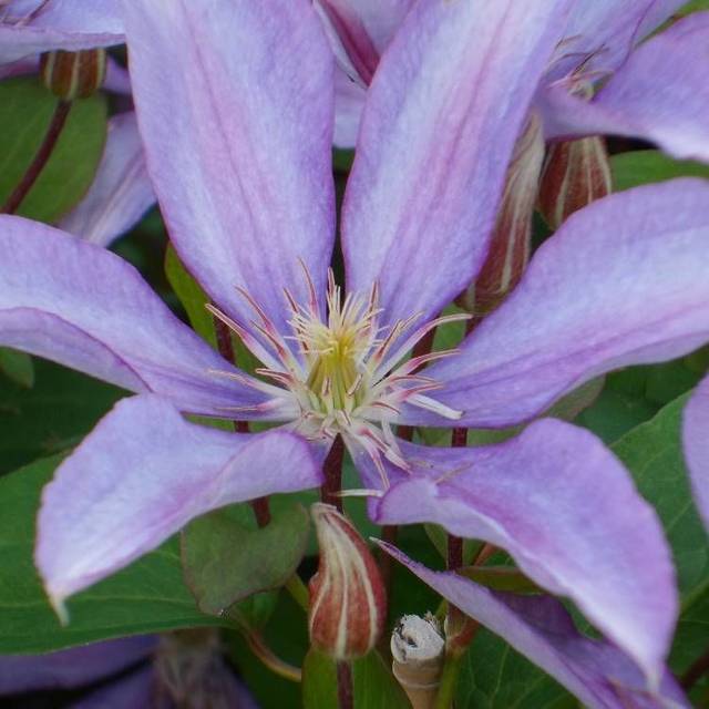 Clématite Bagatelle (D.R Travers)