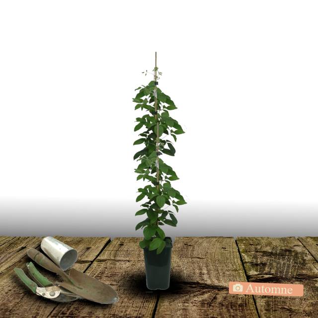 Clématite Bagatelle (D.R Travers)