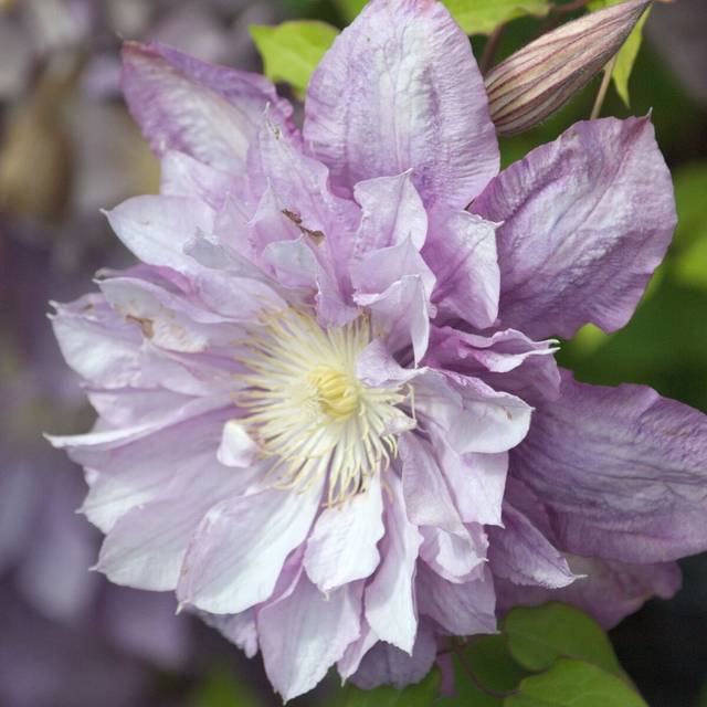 Clématite Proteus (D.R Travers)