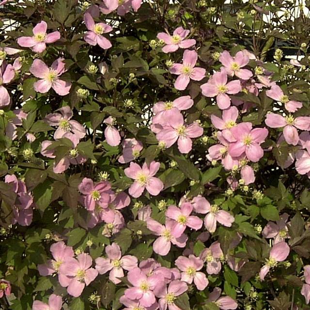 Clématite montana Tetrarose (D.R Travers)