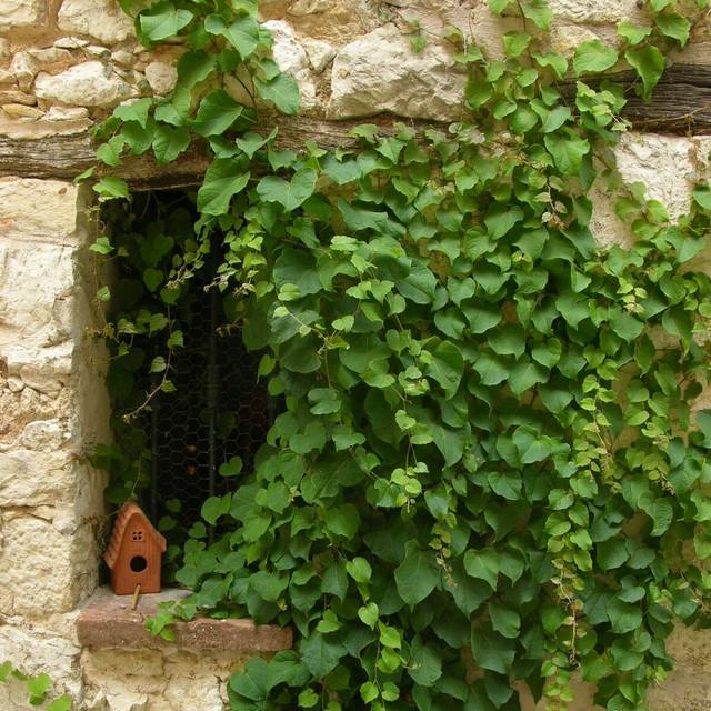 Vigne Vierge tricuspidata Veitchii (D.R Travers)