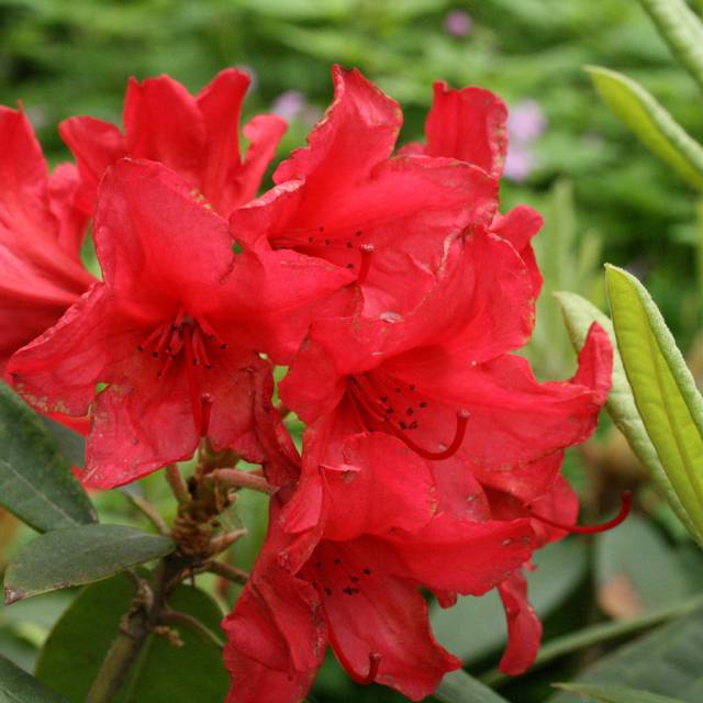 Rhododendron 'Vulcan's Flame' (dogtooth77 / flickr.com)