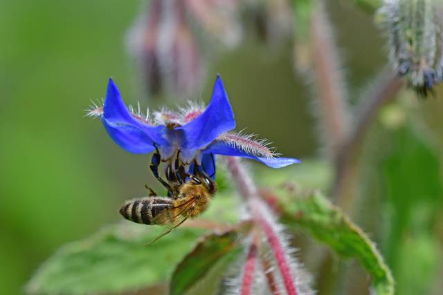 Abeille butinant une fleur de bourrache