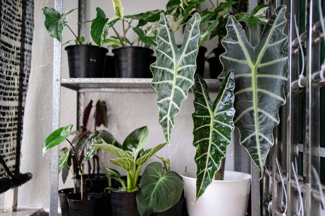 Plantes vertes variées, dont Alocasia Amazonica, Syngonium, Philodendron et Begonia 