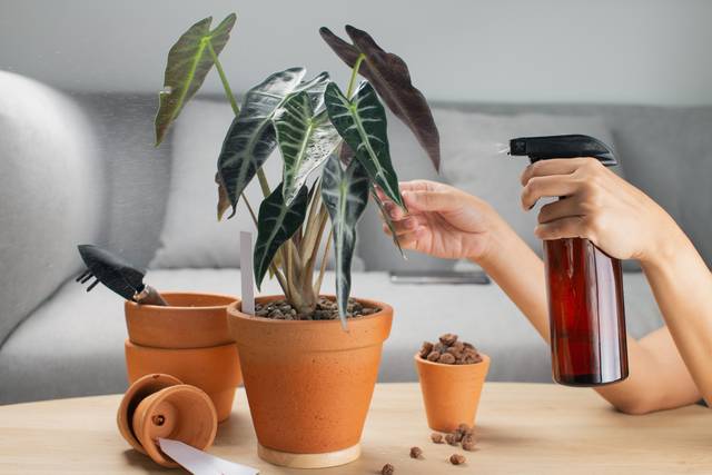 Brumisation d'un Alocasia 'Bambino arrow'