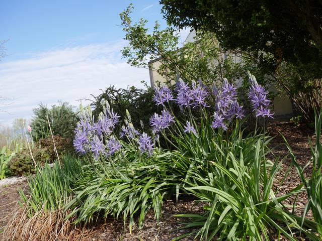 Camassia leichtlinii coerulea
