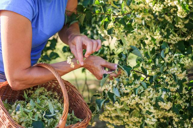Cueillette de tilleul en début d'été