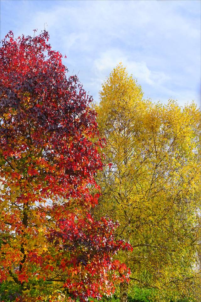 Érable et bouleau en automne