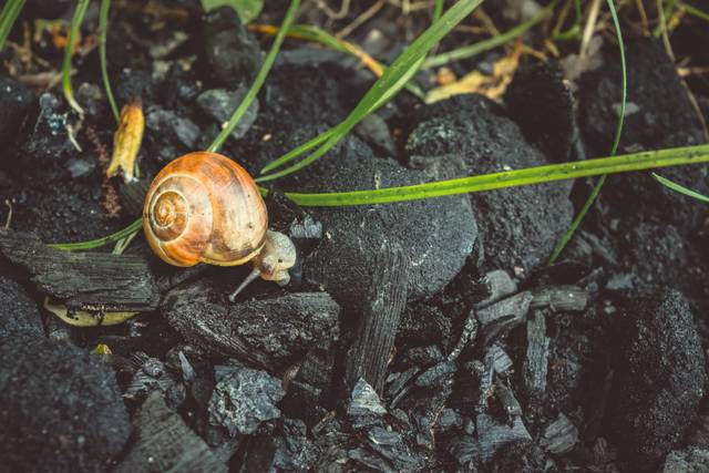 L'escargot n'aime pas le charbon de bois
