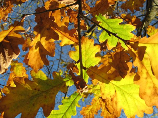 Feuilles de chêne à l'automne