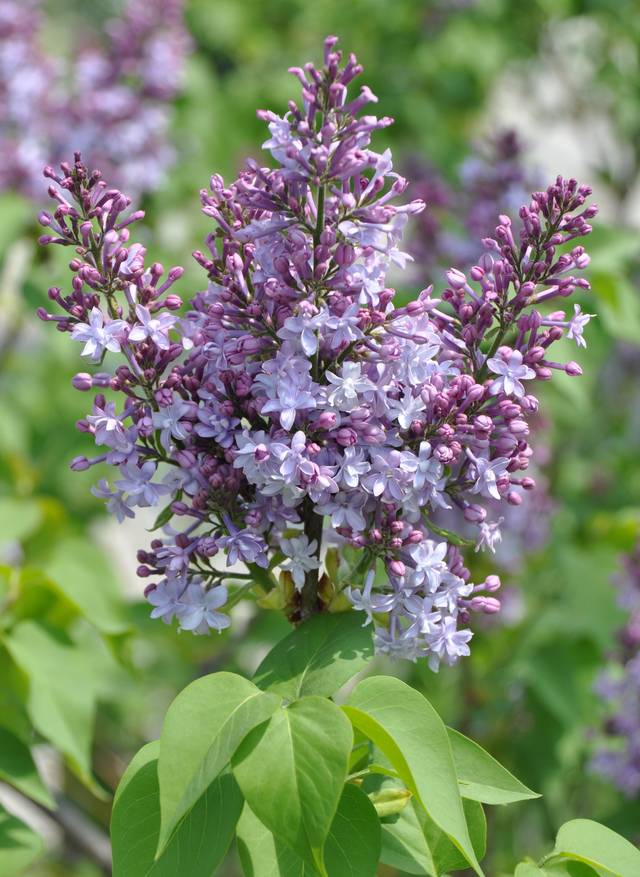 Floraison du lilas