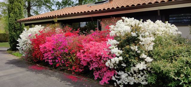 Massif d'azalées en fleurs
