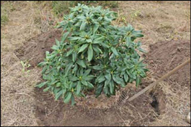 Terre ramenée au contact des radicelles du rhododendron