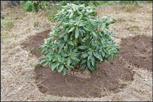 Comblement du trou de plantation avec la terre précédemment enlevée