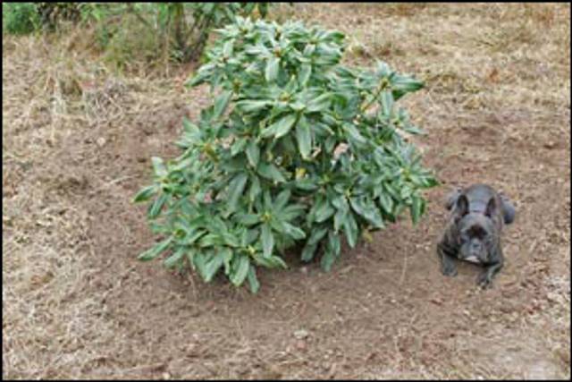 Plantation du rhodo terminée !