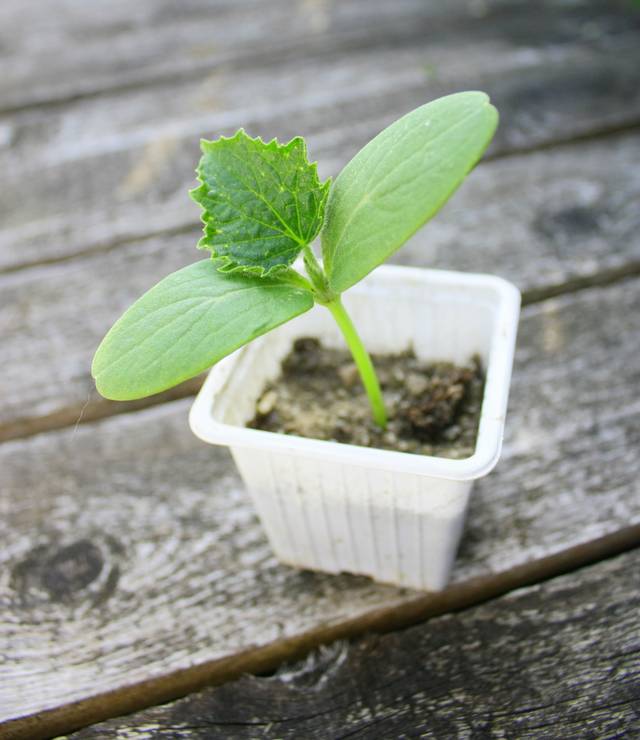 Semis de melon en godet