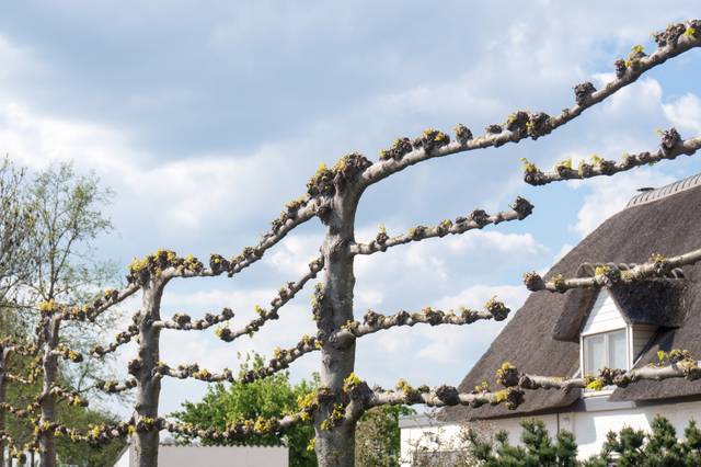 Tilleuls taillés en espalier