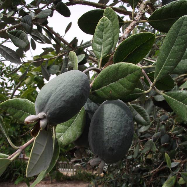 Acca sellowiana Triumph - Feijoa (Tortie tude / wikimedia.org)