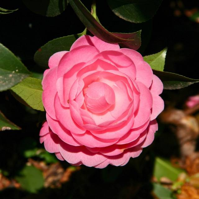 Camellia x williamsii 'Gay Time' - Camélia 'Gay Time' (MEL)
